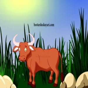 bakra eid